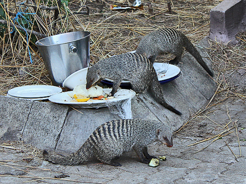 Banded mongoose share the Botswana landscape with humans; leptospirosis often follows.: Photograph courtesy of K. Alexander, Virginia Tech
